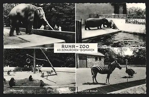 AK Gelsenkirchen-Bismarck, Ruhr-Zoo, Nilpferd, Zebra