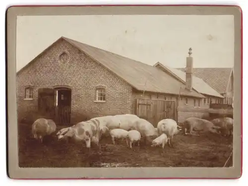 Fotografie unbekannter Fotograf und Ort, Hausschweine vor dem alten Schweinestall mit Ferkeln