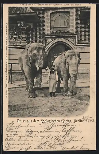 AK Berlin, Zoologischer Garten, Tierpfleger mit Elefanten