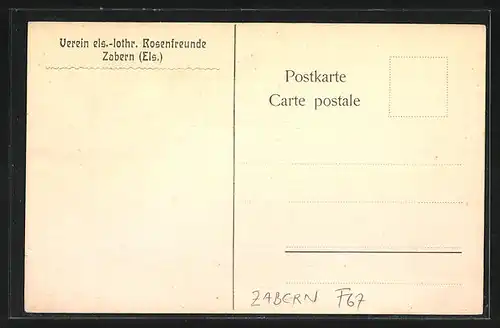 AK Zabern, Motiv vom Schlossplatz und Rosen