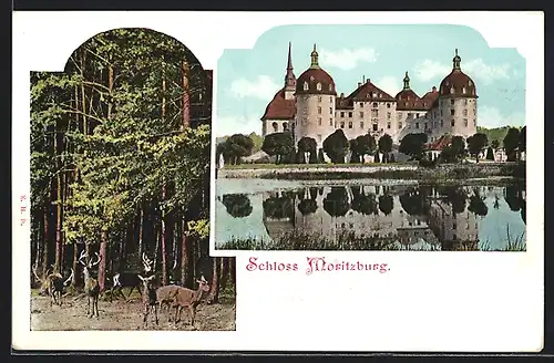 AK Moritzburg, Jagdschloss mit Hirschen