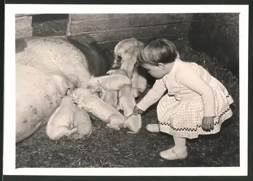 Fotografie Schweinestall, Sau säugt ihre Ferkel, Mädchen zieht Ferkel am Schwanz