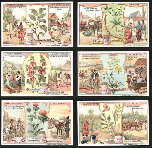 6 Sammelbilder Liebig, Serie Nr.: 969, Plantes Tinctoriales, verschiedene Pflanzen, Tiere
