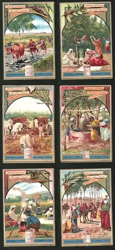 6 Sammelbilder Liebig, Serie Nr.: 566, Plantes cultivées des pays chauds, Kornmühle, Kaffeeplantage, Mais