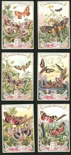 6 Sammelbilder Liebig, Serie Nr.: 555, Papillons de nuit d`Europe Centrale, Schmetterlinge, Raupen