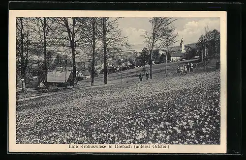 AK Drebach, Eine Krokuswiese im unteren Ortsteil