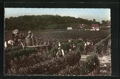 AK Bourgueil, les Vendanges