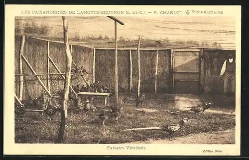 AK Lamotte-Beuvron, Les Faisanderies P. Charlot, Faisans vénérés