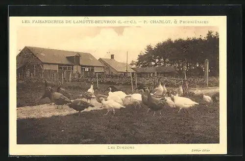 AK Lamotte-Beuvron, Les Faisanderies