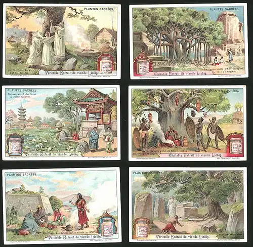 6 Sammelbilder Liebig, Serie Nr.: 1028, Plantes Sacrees, Deutsche Eiche, Mexiko, Afrika, Japan - Nikko, Sri Lanka