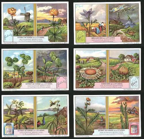 6 Sammelbilder Liebig, Serie Nr.: 1216, Les Plantes Sensitives, Mimosa, Carline Acaule, Trefle des Pres, Campanule