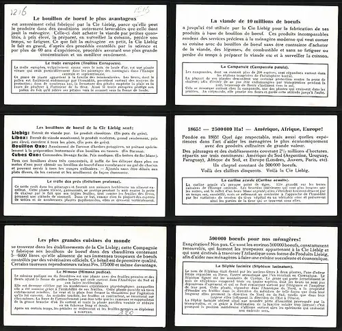 6 Sammelbilder Liebig, Serie Nr.: 1216, Les Plantes Sensitives, Mimosa, Carline Acaule, Trefle des Pres, Campanule