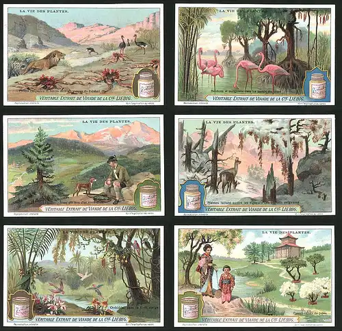 6 Sammelbilder Liebig, Serie Nr.: 1171, La Vie des Plantes, Tier & Pflanzenwelt in Japan, Tropen, Steppe, Mittelgebirge