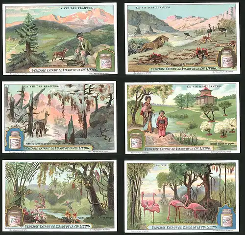 6 Sammelbilder Liebig, Serie Nr.: 1171, La Vie des Plantes, Flamingos zwischen Mangroven, Löwe, Japaner in Tracht