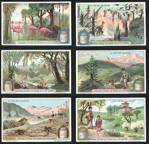6 Sammelbilder Liebig, Serie Nr.: 1171, La Vie Des Plantes, Löwe, Jagdhund, Flamingos, Gämse