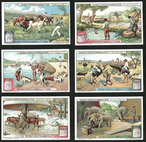 6 Sammelbilder Liebig, Serie Nr.: 1176, Elevage Et Entretien D'Animaux Utiles, Elefant & Zoowärter, Hirsch, Hund, Strauss