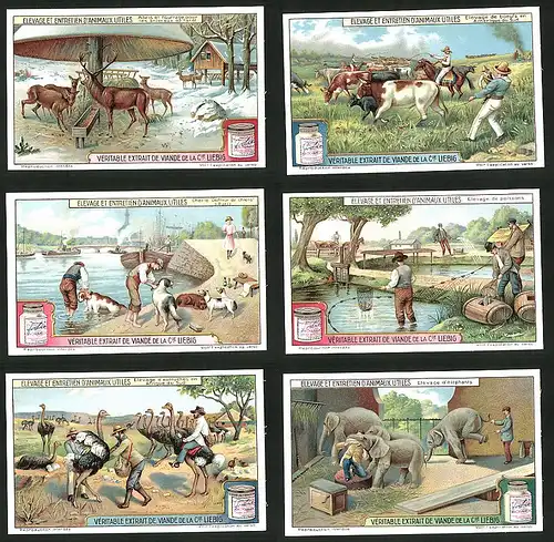 6 Sammelbilder Liebig, Serie Nr.: 1176, Elevage Et Entretien D'Animaux Utiles, Elefant, Hund, Hirsch, Vogel Strauss