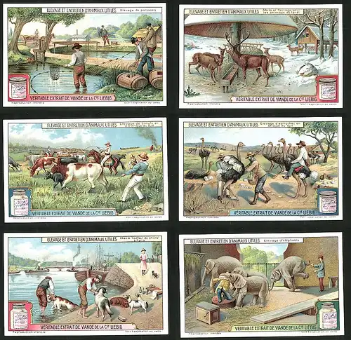 6 Sammelbilder Liebig, Serie Nr.: 1176, Evage Et Entretien D'Animaux Utiles, Zucht & Pflege von Nutztieren, Elefant u.a.