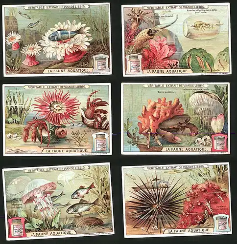 6 Sammelbilder Liebig, Serie Nr.: 926, La Faune Aquatique, Seeigel, Qualle, Taschenkrebs, Einsiedlerkrebs, Plankton