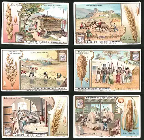 6 Sammelbilder Liebig, Serie Nr.: 781, Das Getreide, Maismühle, Bierbrauer, Gerste, Afrika, Indien, China, Reis