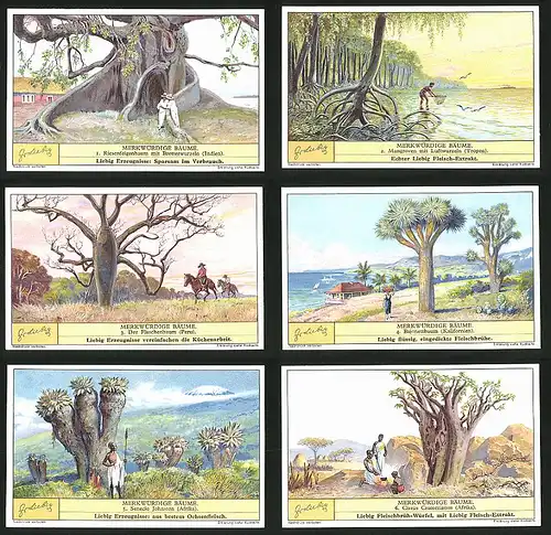 6 Sammelbilder Liebig, Serie Nr.: 1306, Merkwürdige Bäume, Indien, Afrika, Peru, Cissus Cramerianus, Mangroven