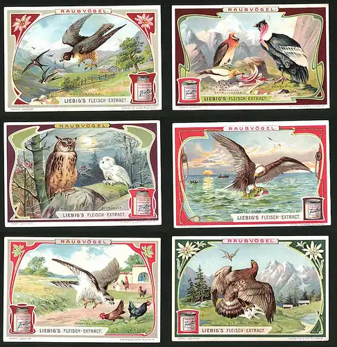 6 Sammelbilder Liebig, Serie Nr.: 872, Raubvögel, Steinadler, Hühnerhabicht, Seeadler, Condor, Schneeeule, Wanderfalke