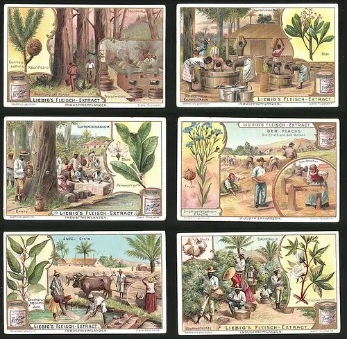 6 Sammelbilder Liebig, Serie Nr.: 707, Industriepflanzen, Baumwolle, Jute, Flachs, Kautschuk, Guttaperchabaum