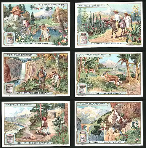 6 Sammelbilder Liebig, Serie Nr.: 930, Die Flora im Hochgebirge, Edelweiss, Himalaya, Kilima-Ndscharo, Anden, Japan