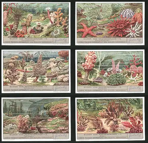 6 Sammelbilder Liebig, Serie Nr.: 1345, Bilder vom Meeresgrunde, Algen, Kalkalgen, Korallen, Schwämme, Seeanemone