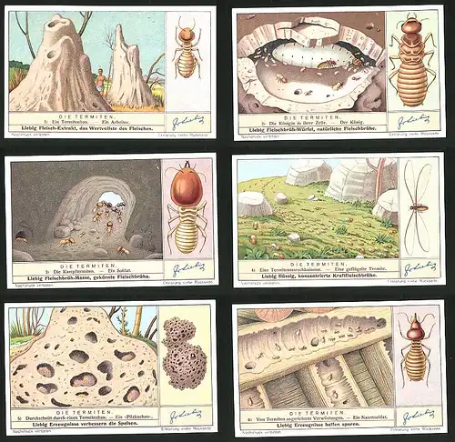6 Sammelbilder Liebig, Serie Nr.: 1364, Die Termiten, Nasensoldat, Pilzkuchen, geflügelte Termite, Soldat, König