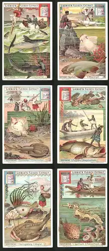 6 Sammelbilder Liebig, Serie Nr.: 744, Seefische, Igelfisch, Fetzenfisch, Angler, Zitterrochen, Sägefisch, Hammerhai