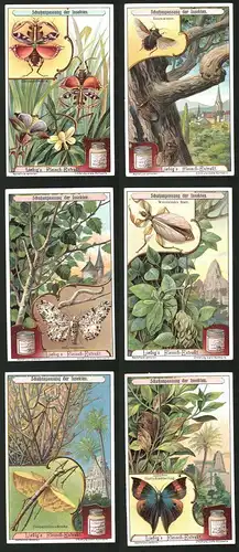 6 Sammelbilder Liebig, Serie Nr.: 1065, Schutzanpassung der Insekten, Blattschmetterling, Gespenstheuschrecke, Baumwanz