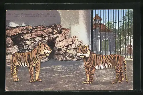 AK Basel, Zoologischer Garten - Tiger