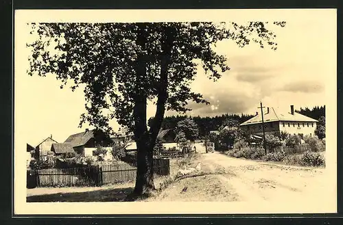 AK Racin, Ein Baum an der Fahrstrasse