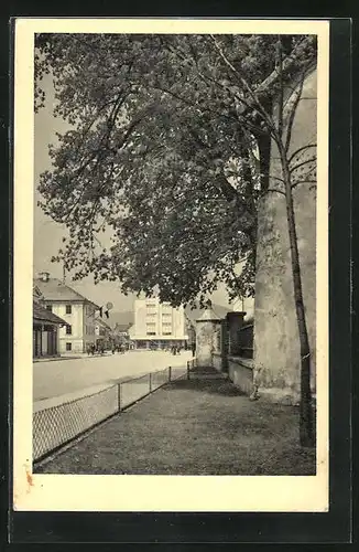 AK Turciansky-Sväty Martin, Strassenpartie mit grossem Baum