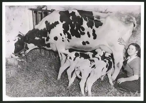 Fotografie Kuh Maisie auf einer Farm in Lindenhurst, NY, mit Drillingen