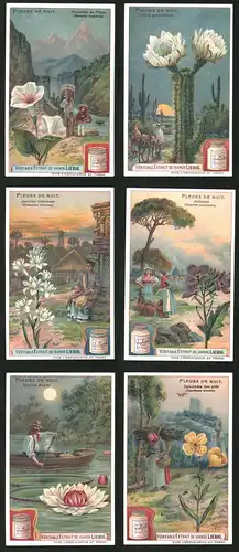 6 Sammelbilder Liebig, Serie Nr.: 929, Fleurs de Nuit, Boot, Esel, Blume, Kaktus, Peru