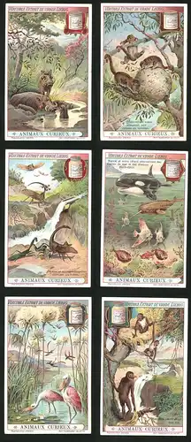 6 Sammelbilder Liebig, Serie Nr.: 1035, Animaux Curieux, Wildschwein, Biene, Flamingo, Affen, Libellen