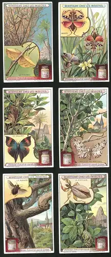 6 Sammelbilder Liebig, Serie Nr.: 1065, Mimetisme chez les Insectes, Schmetterling, Käfer, Raupe, Gottesanbeterin