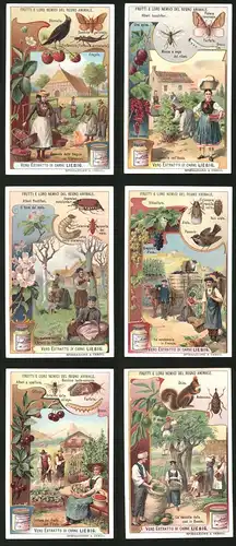 6 Sammelbilder Liebig, Serie Nr.: 931, Frutti E loro Nemici del Regno Animale, Trachten, Weinlese, Insekten, Pflanzen