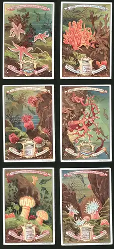 6 Sammelbilder Liebig, Serie Nr.: 595, Unter dem Meeresspiegel, Kammstern, Korallenschwamm, Seenelken