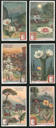 6 Sammelbilder Liebig, Serie Nr.: 929, Nachtblüter, Nachtkerze, Nachviole, Nachthyazinthe, Wunderblume, Victoria Regia