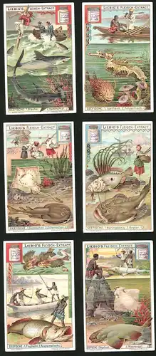 6 Sammelbilder Liebig, Serie Nr.: 744, Seefische, Sägefisch, Meerengel, Arapaimfisch, Flughahn, Heringskönig, Angler