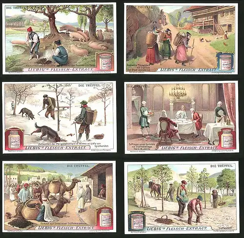 6 Sammelbilder Liebig, Serie Nr.: 1031, Die Trüffel, Trüffelzucht, Verkauf, Kamel, Perigordtrüffel, Magnatentrüffel