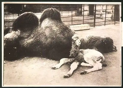 Fotografie Ansicht Amsterdam, Kamelmutter mit ihrem Neugeborenen im Zoologischen Garten