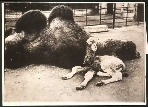 Fotografie Ansicht Amsterdam, Kamel mit neugeborenem im Zoo