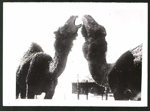 Fotografie Zwiesprache zweier Dromedare