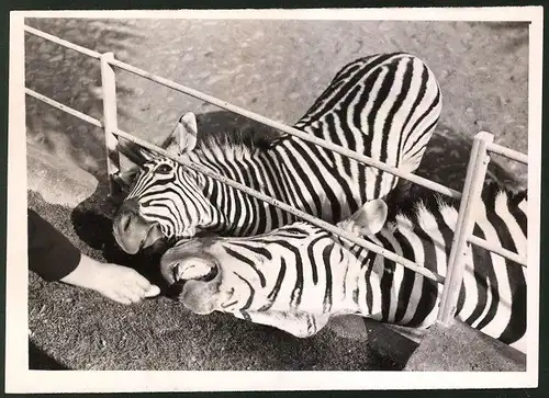 Fotografie Hand füttert Zebras in Gehege
