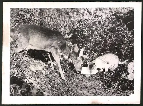 Fotografie Tierfreundschaft zwischen Reh und Katze