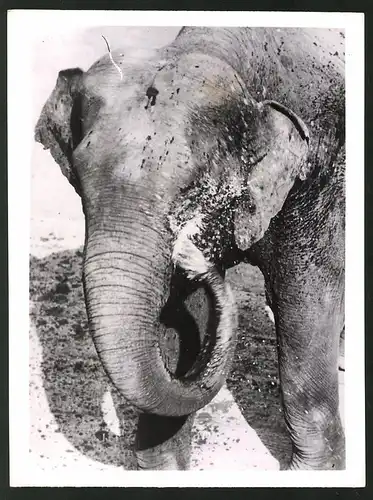 Fotografie Elefant Jonny duscht sich selbst